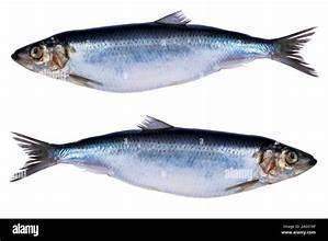 Herring(sardine)