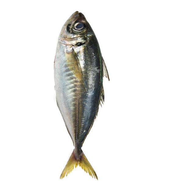 Kote Fish